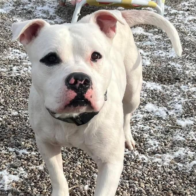 Mello, a ADOPTABLE American Staffordshire Terrier in Pleasant Ridge, MI image 1/5