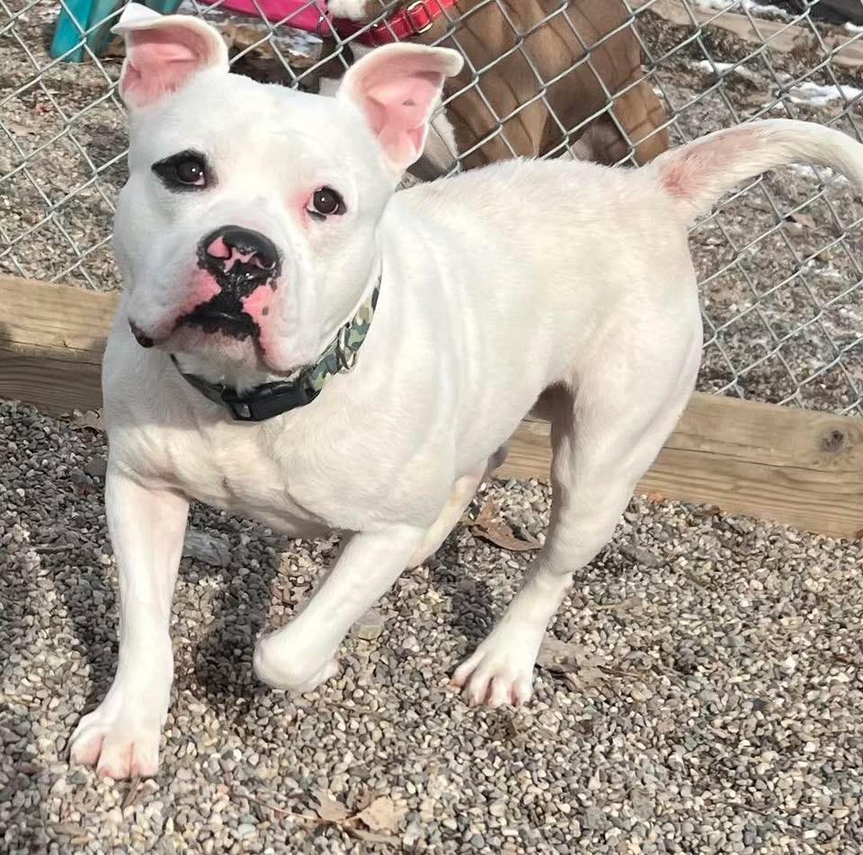 Enlarge Mello, a ADOPTABLE American Staffordshire Terrier in Pleasant Ridge, MI image 2/3