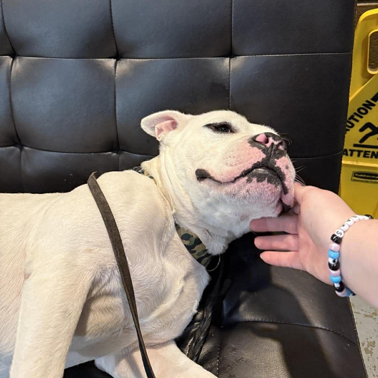 Mello, a ADOPTABLE American Staffordshire Terrier in Pleasant Ridge, MI image 2/5