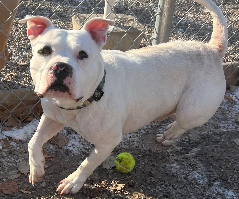 Enlarge Mello, a ADOPTABLE American Staffordshire Terrier in Pleasant Ridge, MI image 3/3