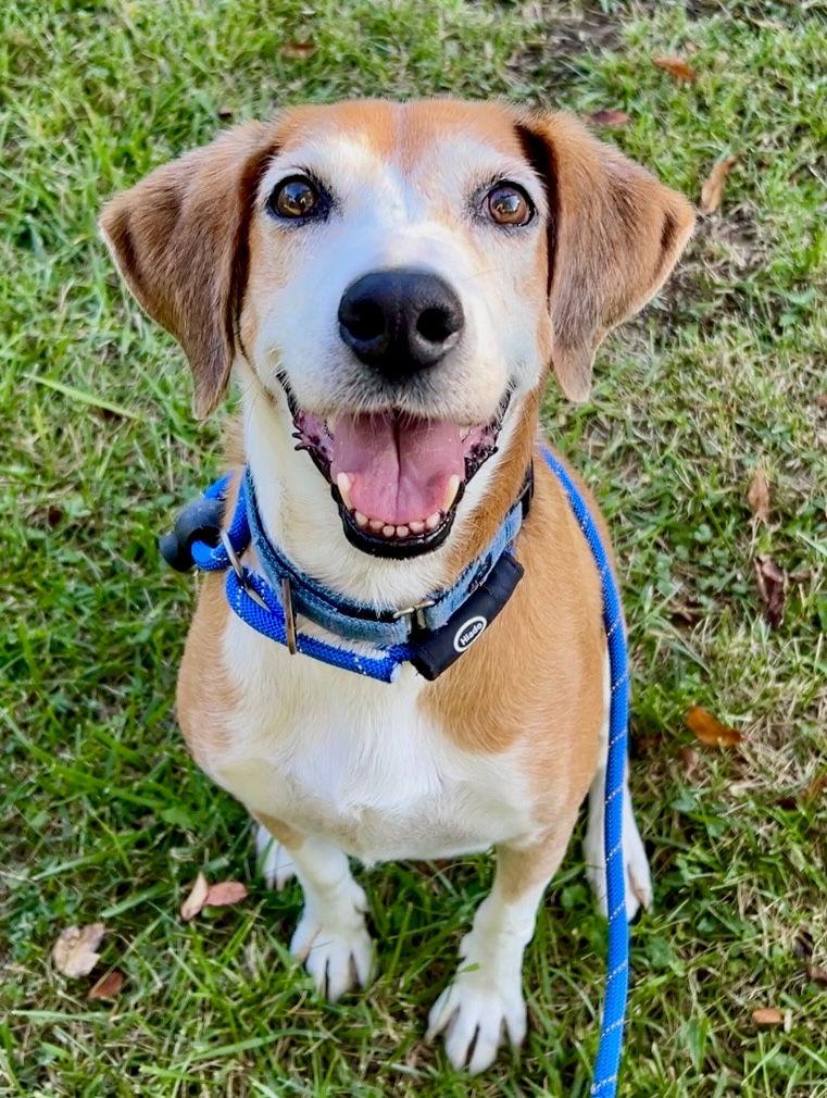Pongo Beaufort, Adoptable, Senior Male Retriever & Hound.