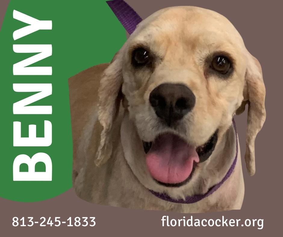 Benny, Adoptable, Adult Male Cocker Spaniel.