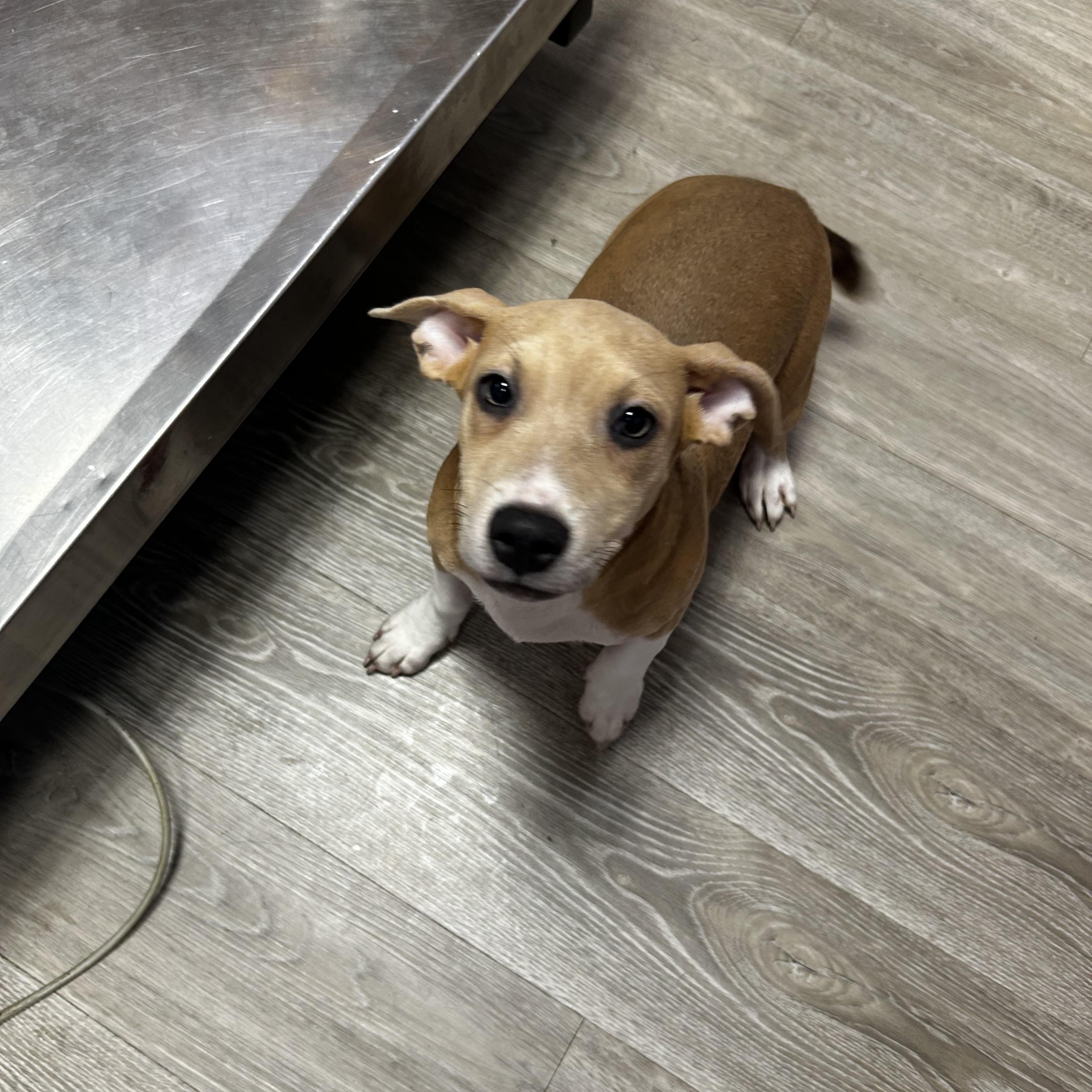 Enlarge July LA, an adopted mixed breed in Baltimore, MD image 3/4