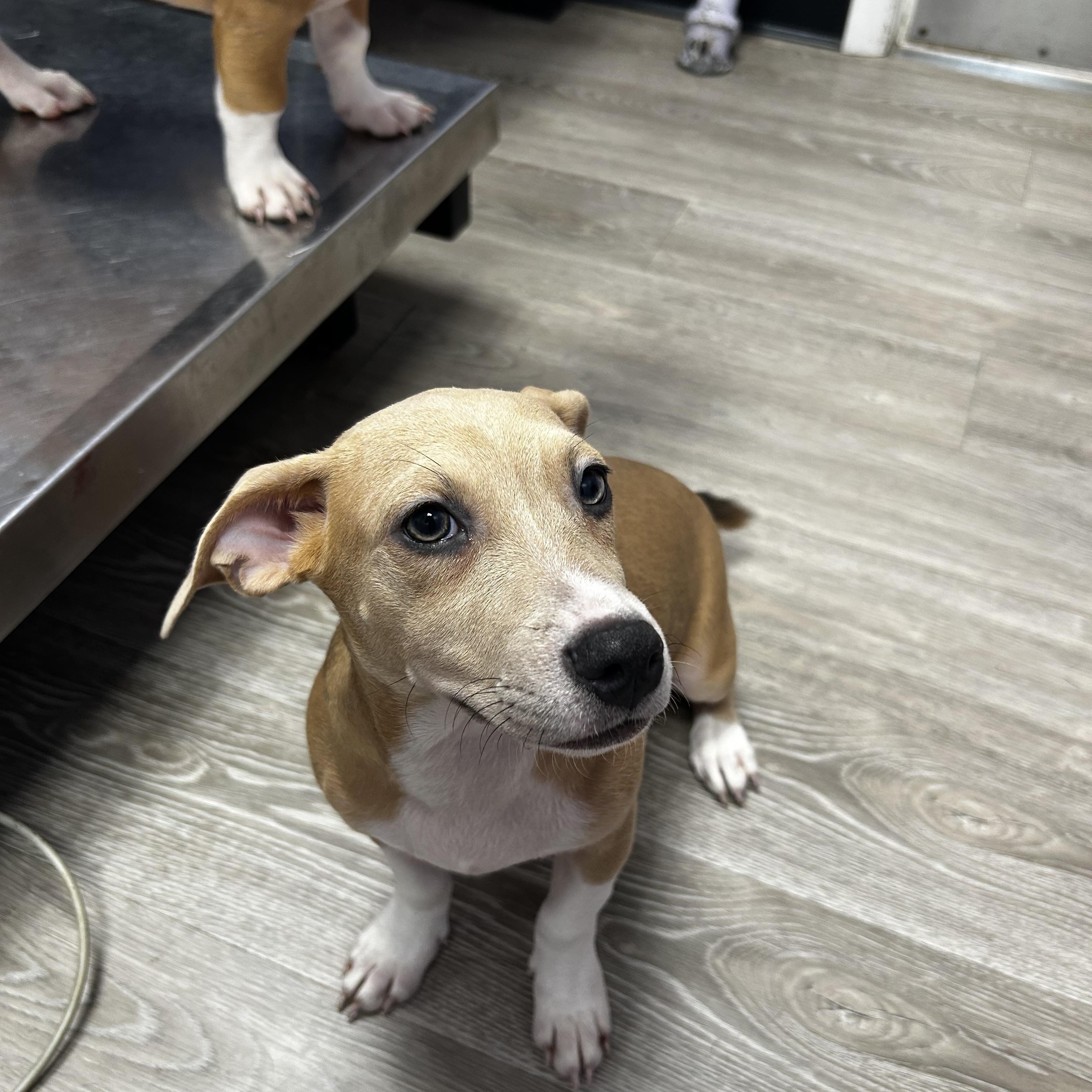 Enlarge July LA, an adopted mixed breed in Baltimore, MD image 1/4