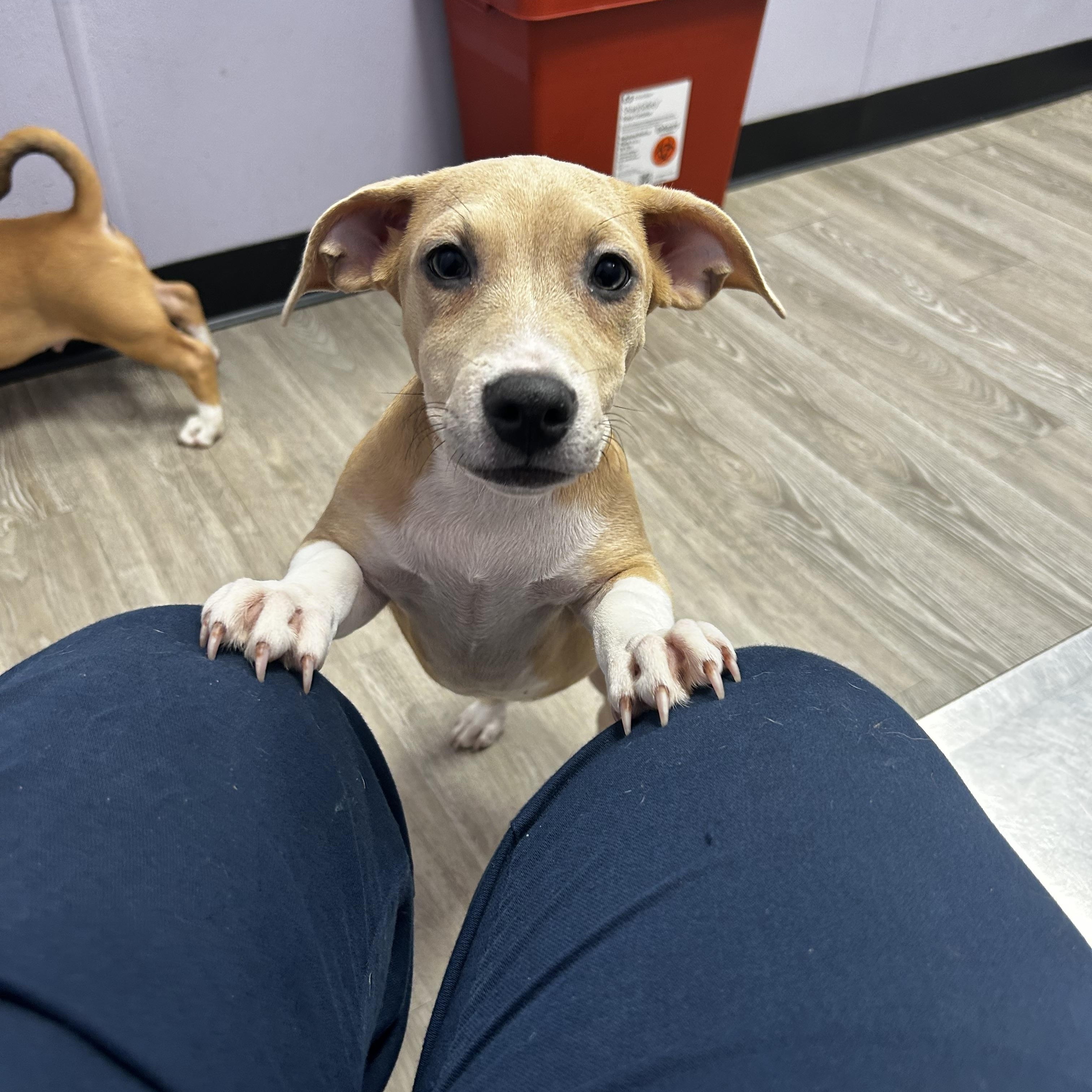 Enlarge July LA, an adopted mixed breed in Baltimore, MD image 2/4