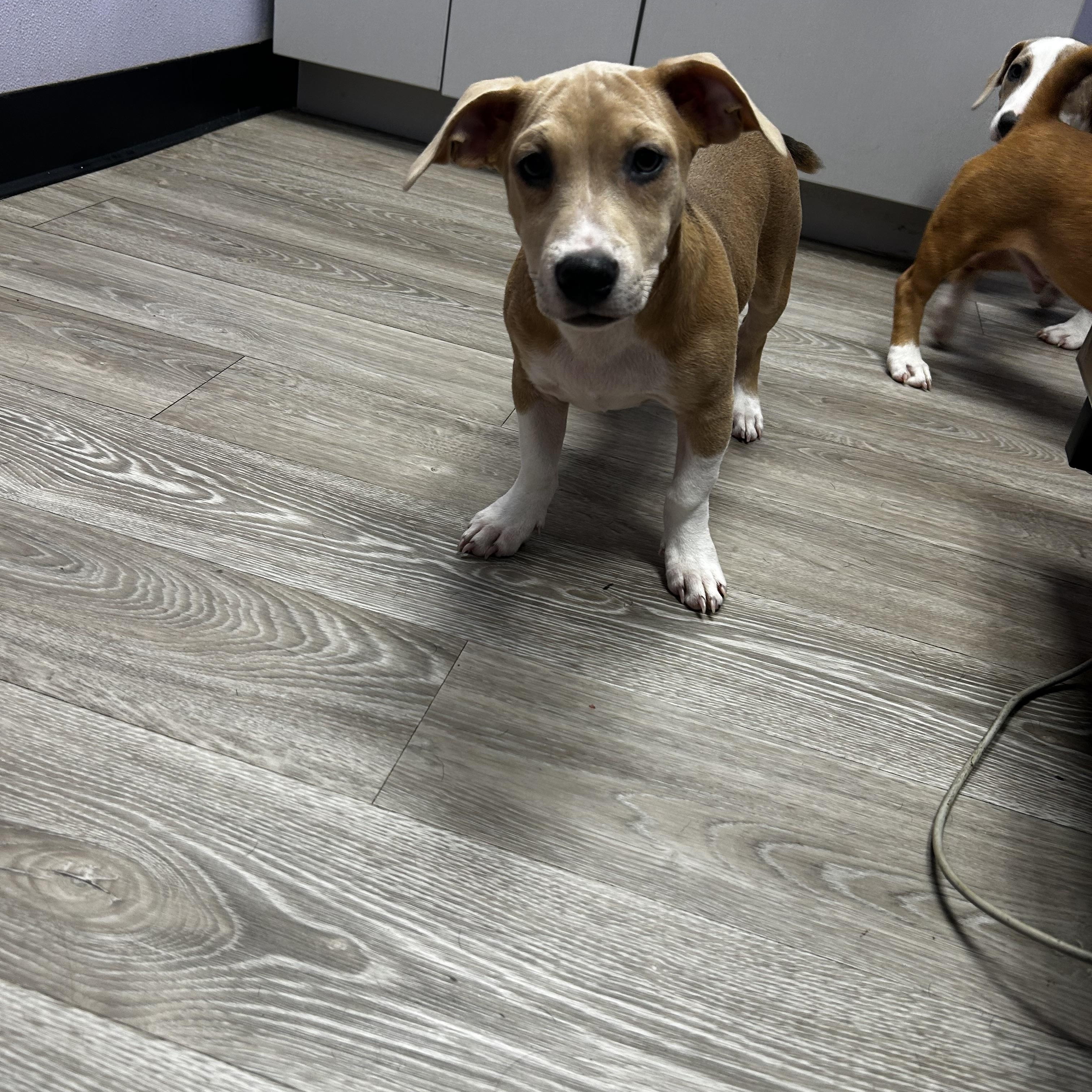 Enlarge July LA, an adopted mixed breed in Baltimore, MD image 4/4