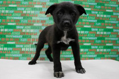 Enlarge Laffy Taffy, a Adoptable mixed breed in Greenville, SC image 1/1