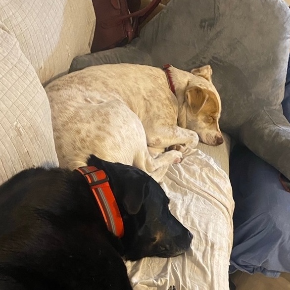 Enlarge Murdock MV-JC1001-T, a Adoptable mixed breed in Marysville, WA image 3/6