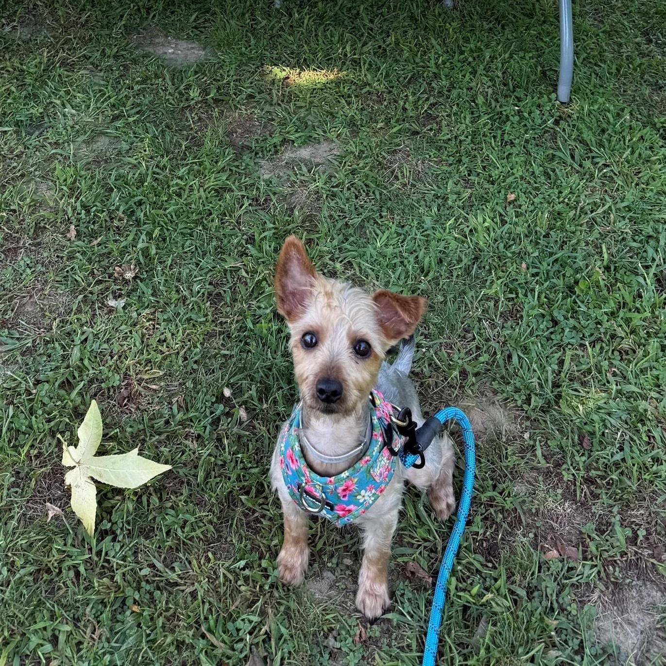 Tully, Adopted, Young Male Silky Terrier.