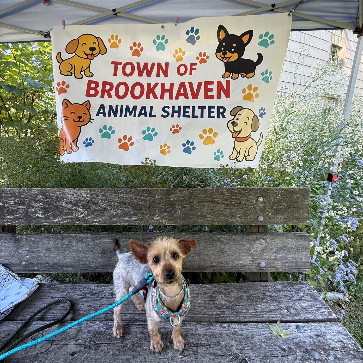 Enlarge Tully, a Adopted mixed breed in Brookhaven, NY image 2/2