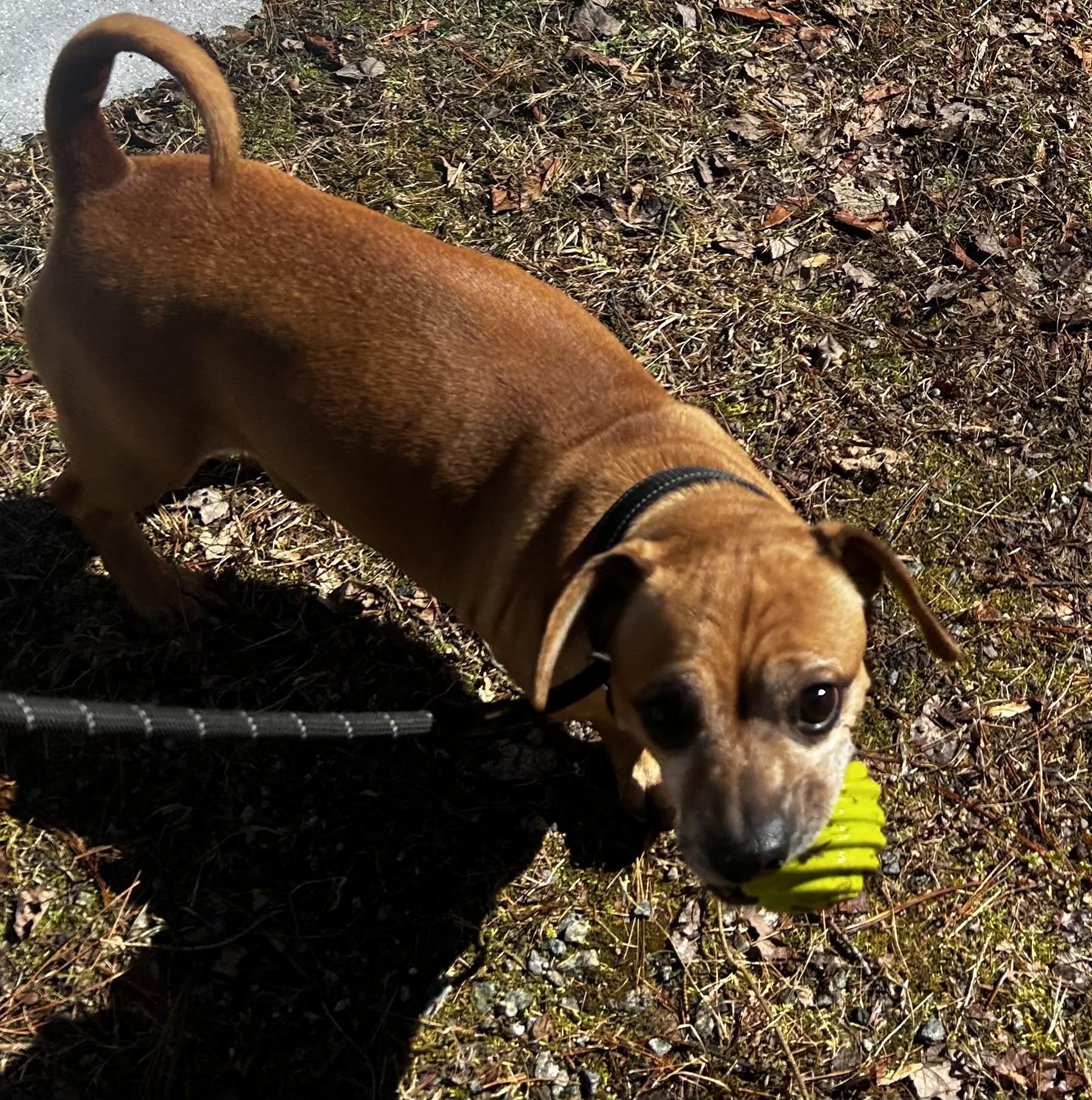 Enlarge Simba , a ADOPTABLE mixed breed in Oak Ridge, NJ image 4/4
