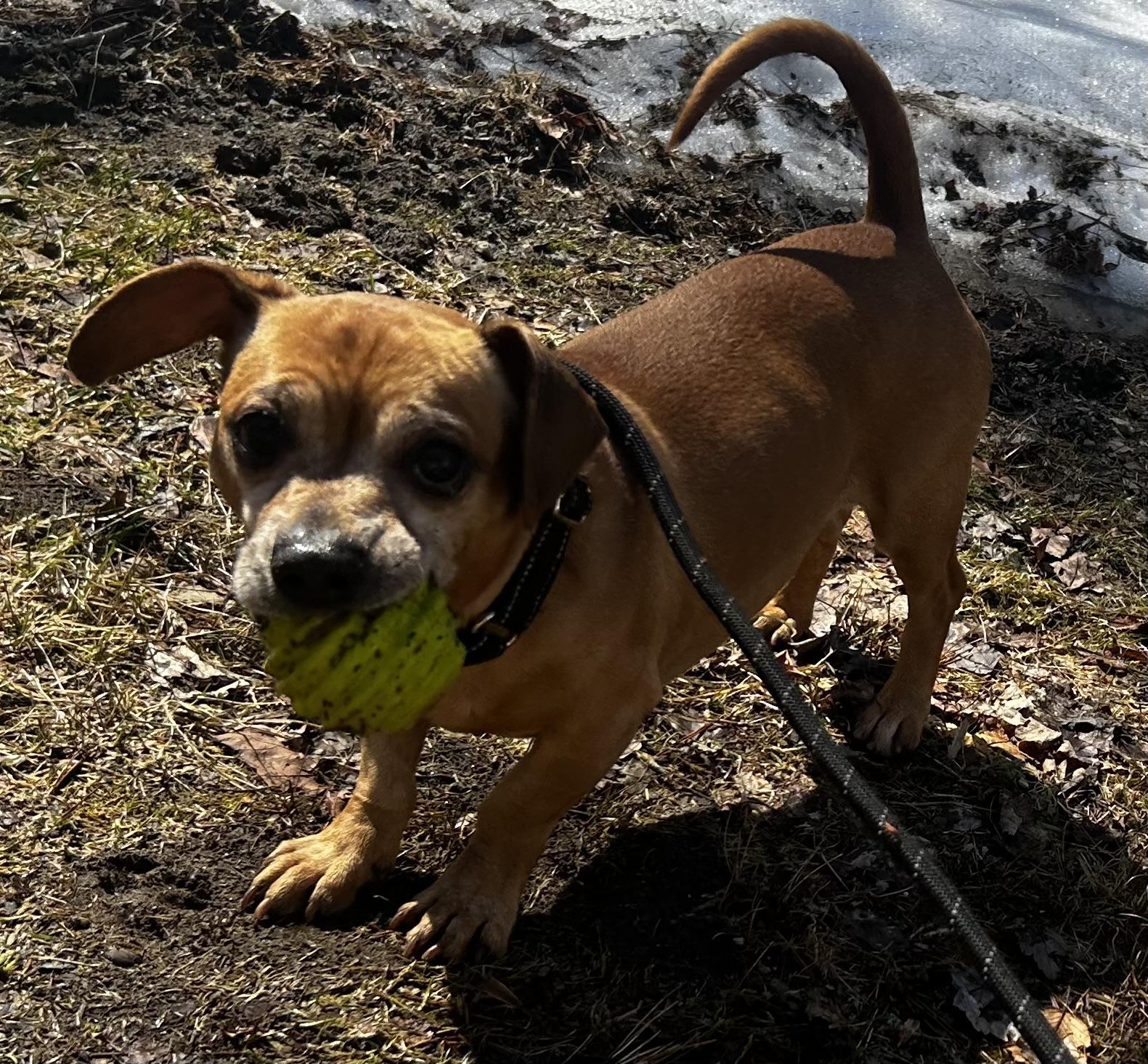 Enlarge Simba , a ADOPTABLE mixed breed in Oak Ridge, NJ image 1/4
