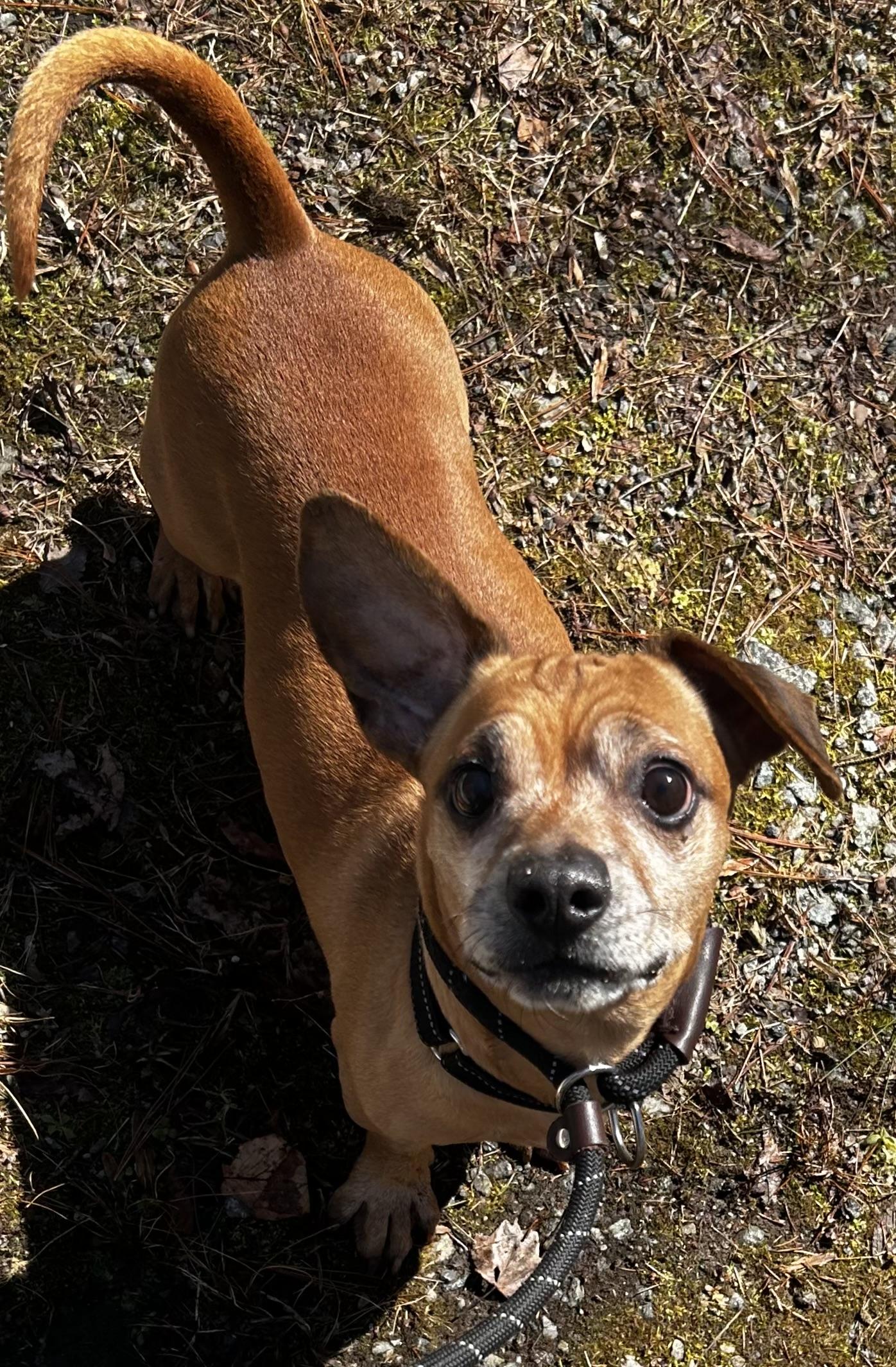 Enlarge Simba , a ADOPTABLE mixed breed in Oak Ridge, NJ image 3/4