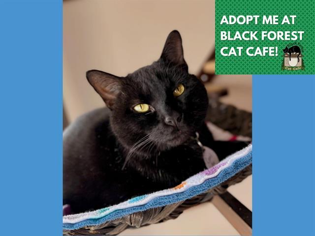 COAL, Adoptable, Adult Male Domestic Short Hair.