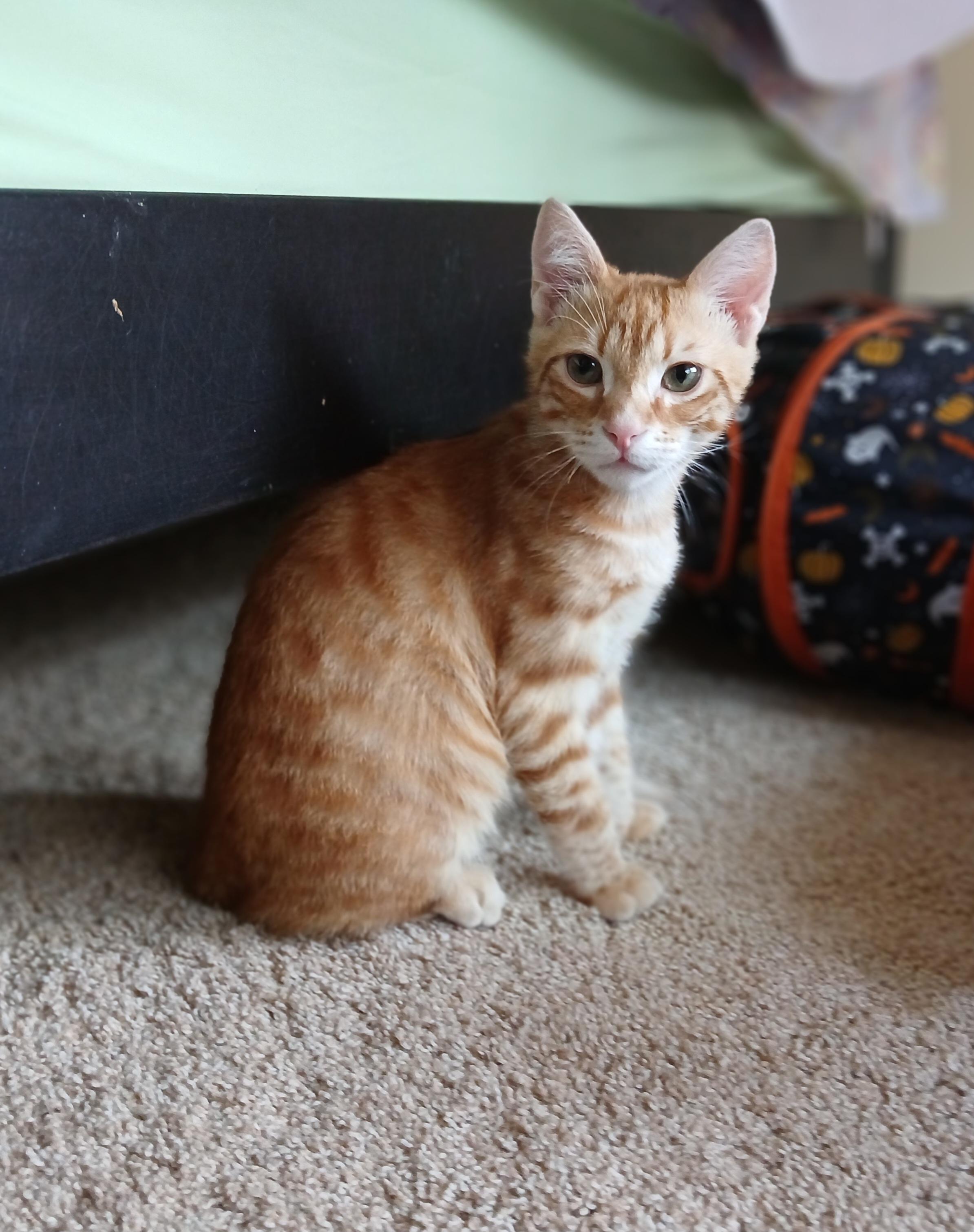 Enlarge Alien Radio, an adoptable Domestic Short Hair in Duluth, GA image 2/6