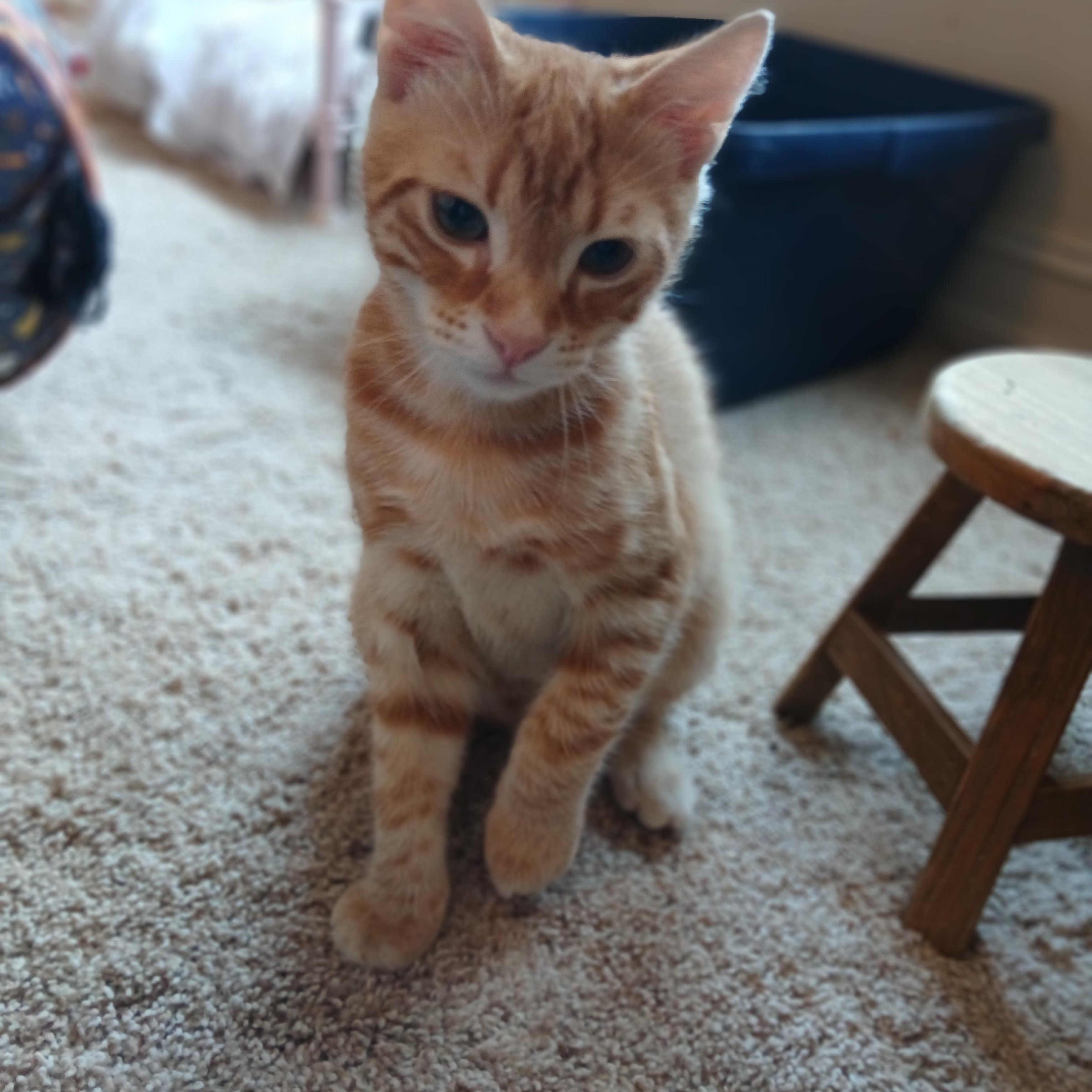 Enlarge Alien Radio, an adoptable Domestic Short Hair in Duluth, GA image 5/6