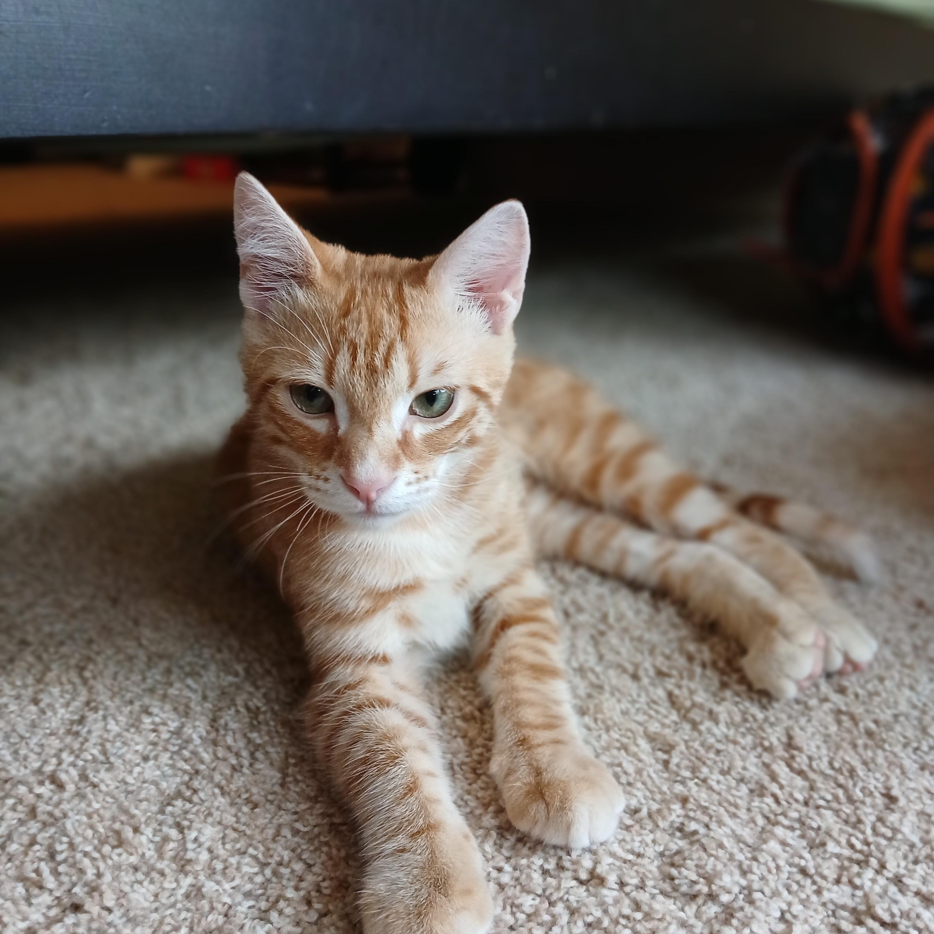 Alien Radio, adoptable, Kitten Male Domestic Short Hair.