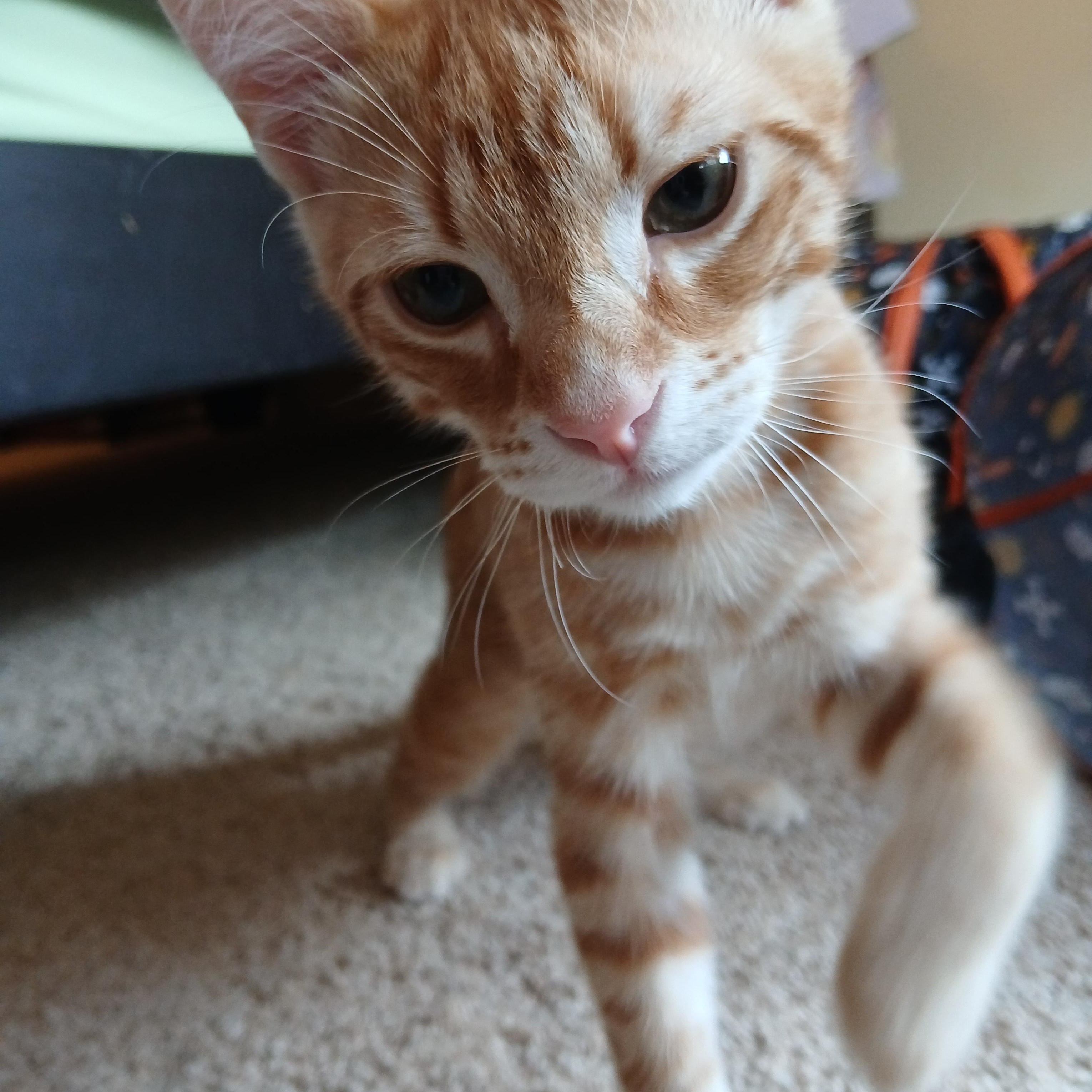 Enlarge Alien Radio, an adoptable Domestic Short Hair in Duluth, GA image 4/6