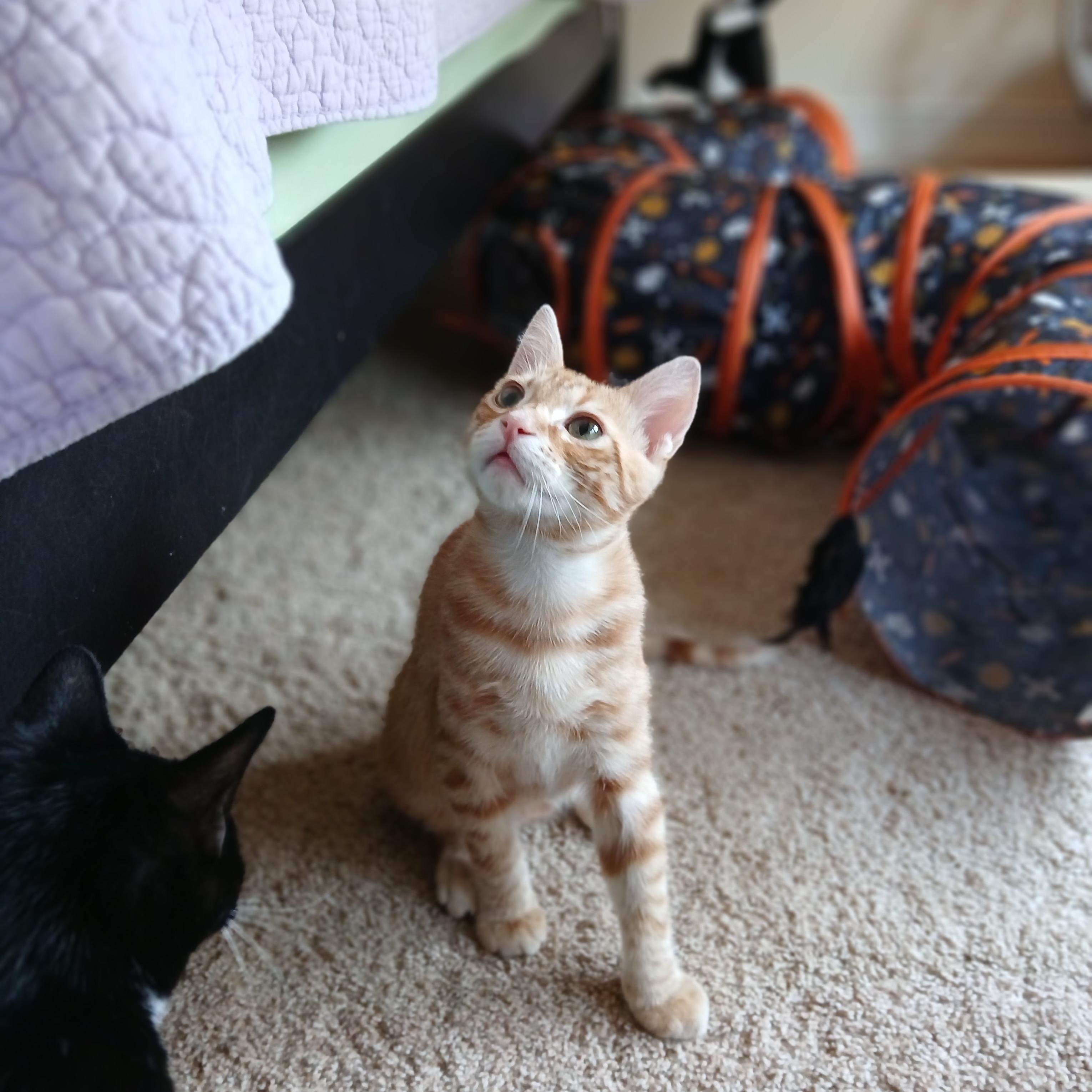 Enlarge Alien Radio, an adoptable Domestic Short Hair in Duluth, GA image 3/6