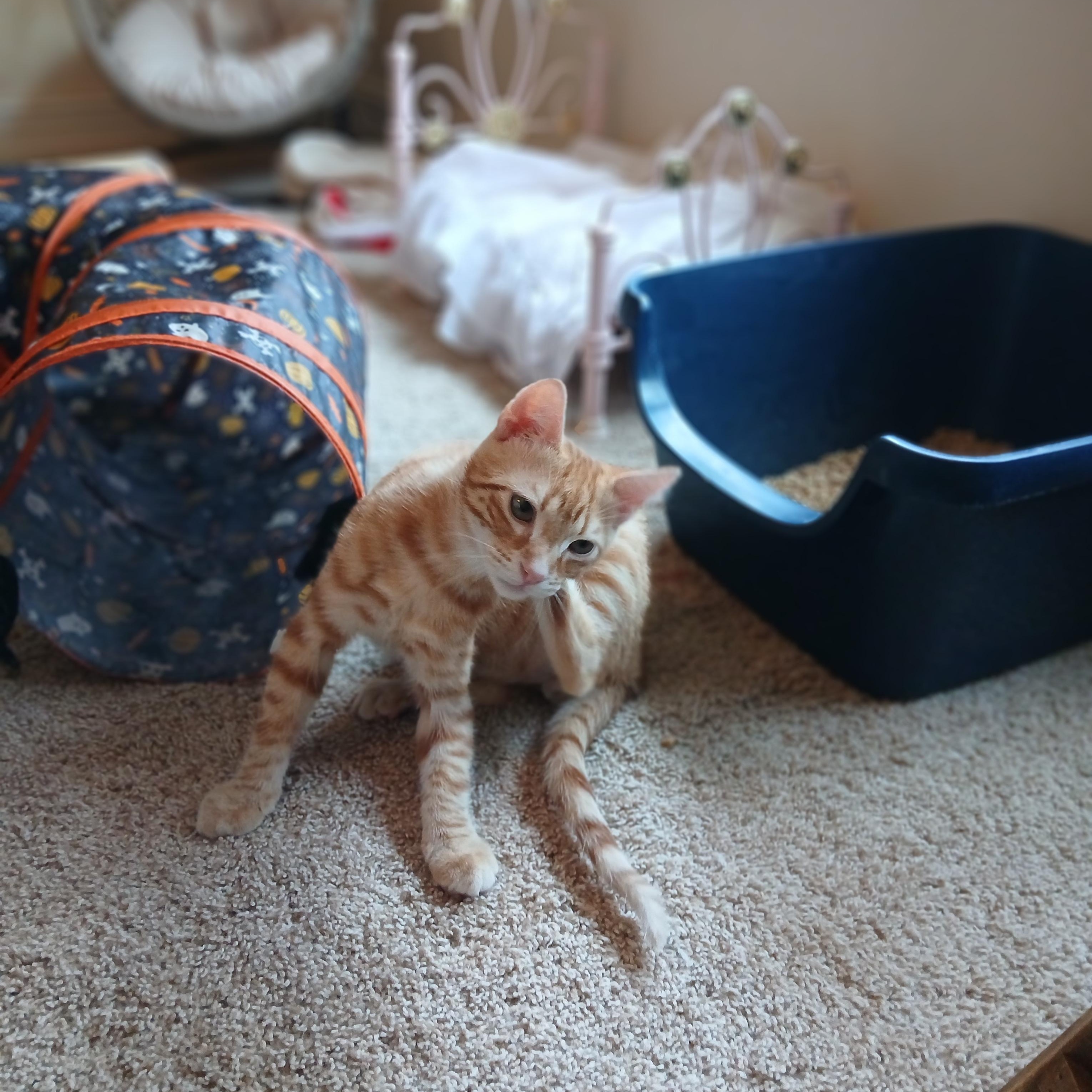 Enlarge Alien Radio, an adoptable Domestic Short Hair in Duluth, GA image 6/6