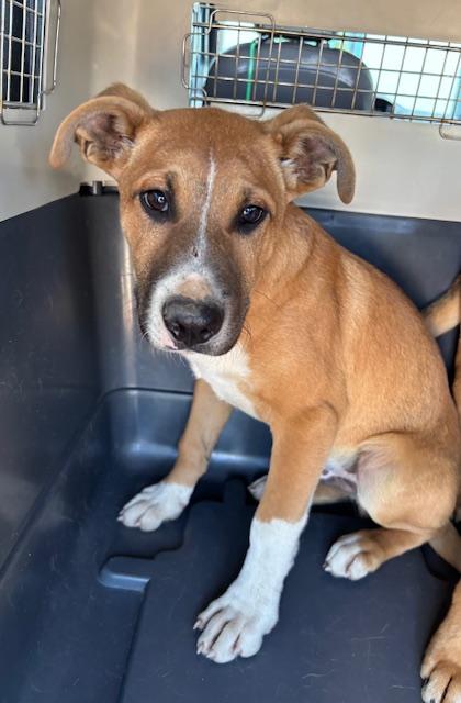 Enlarge Koa, a Adoptable mixed breed in Fresno, CA image 1/1