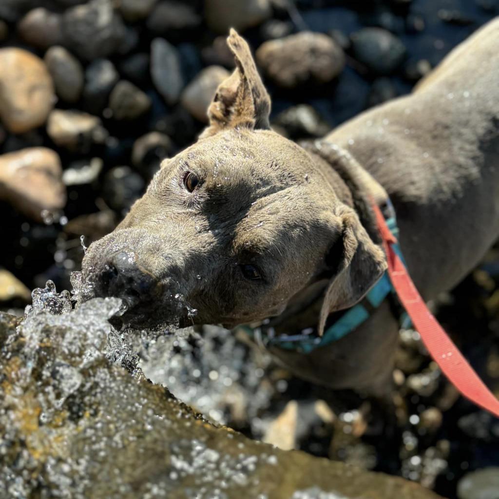 Hendrix, Adoptable, Senior Male Pit Bull Terrier.