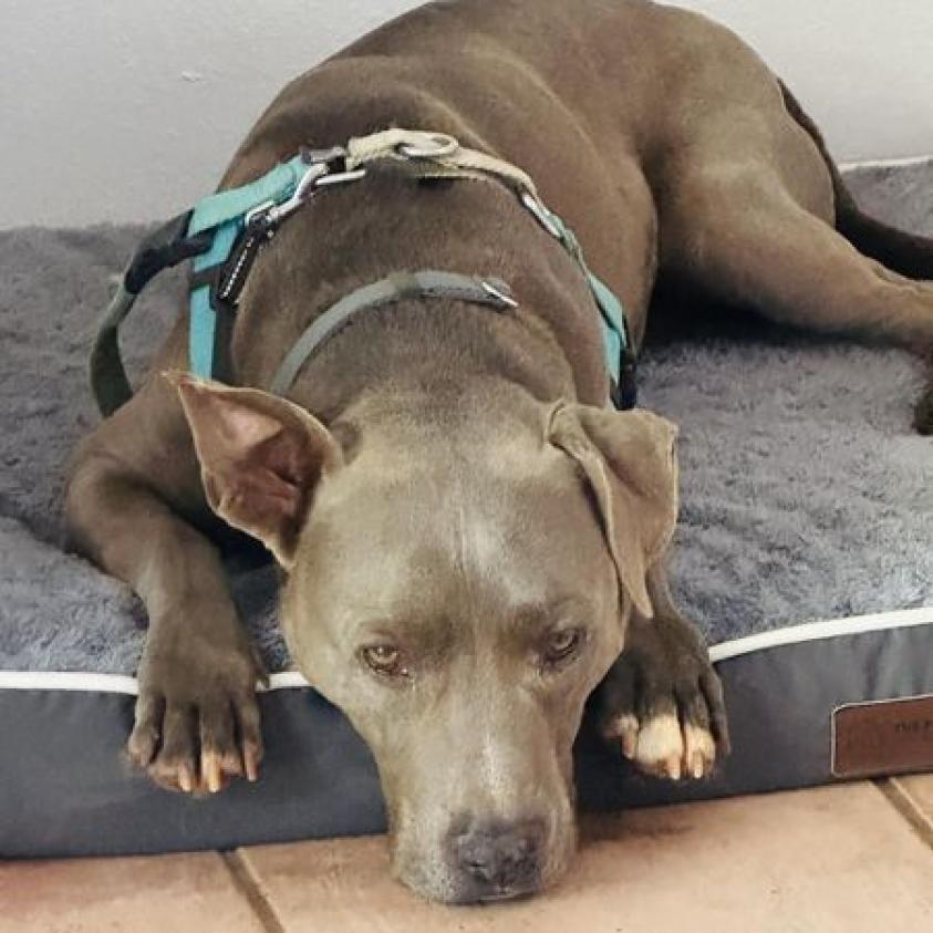 Enlarge Hendrix, a Adoptable Pit Bull Terrier in Kanab, UT image 1/6
