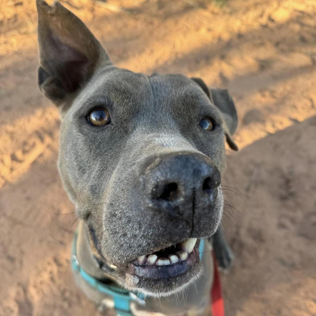Enlarge Hendrix, a Adoptable Pit Bull Terrier in Kanab, UT image 2/6
