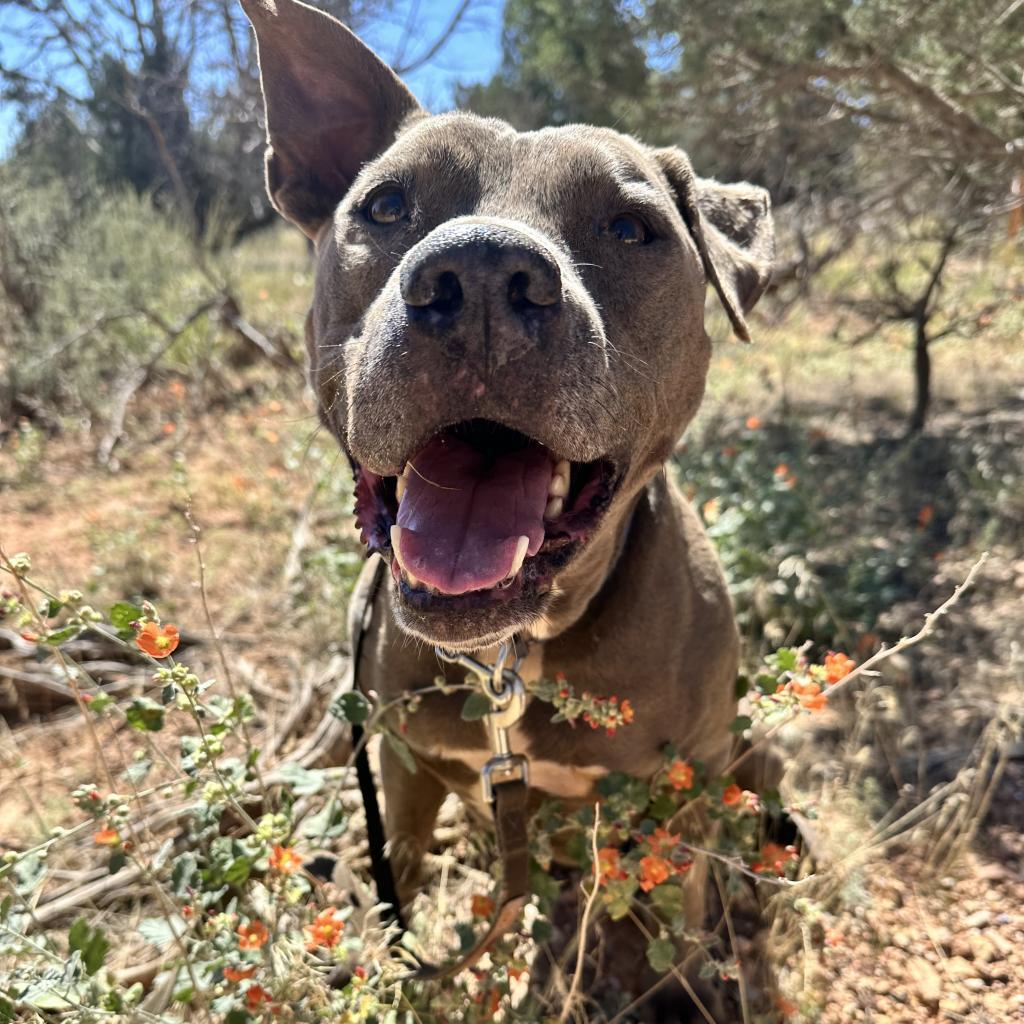 Enlarge Hendrix, a Adoptable Pit Bull Terrier in Kanab, UT image 3/6