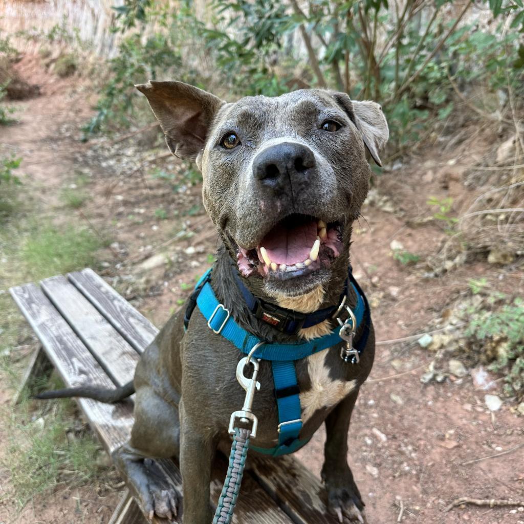 Enlarge Hendrix, a Adoptable Pit Bull Terrier in Kanab, UT image 5/6