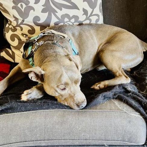 Enlarge Hendrix, a Adoptable Pit Bull Terrier in Kanab, UT image 6/6