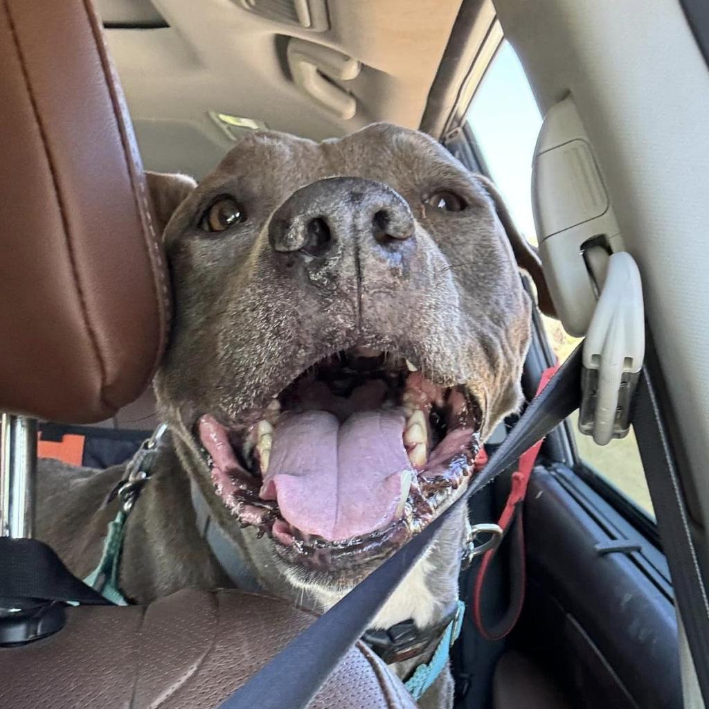 Hendrix, a Adoptable Pit Bull Terrier in Kanab, UT image 5/6