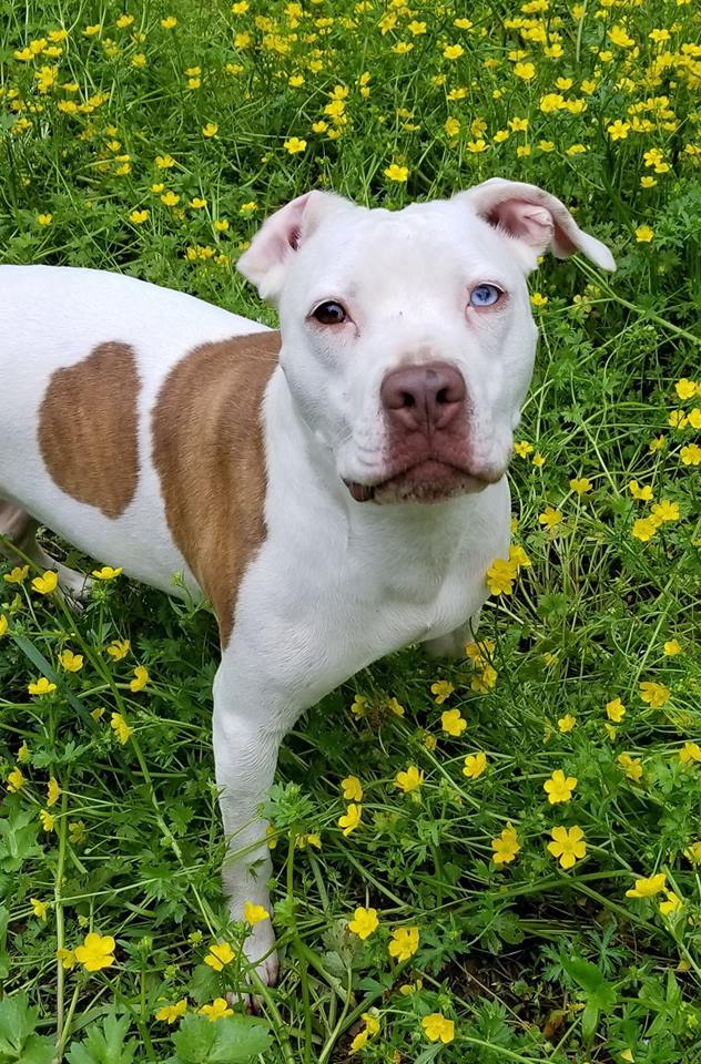 Maddy, a Adoptable Pit Bull Terrier in Bartlett, TN image 1/6