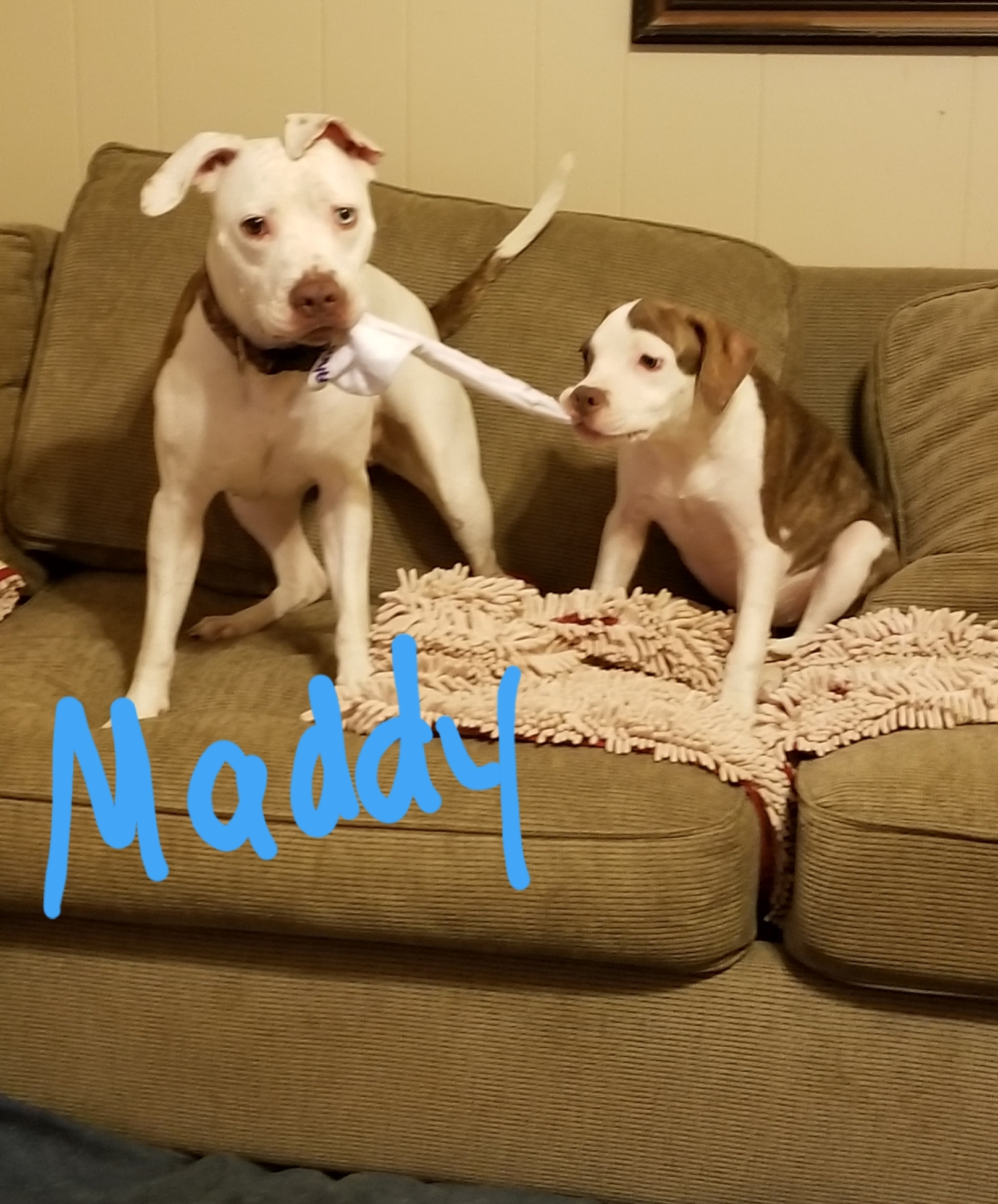 Maddy, Adoptable, Adult Female Pit Bull Terrier.