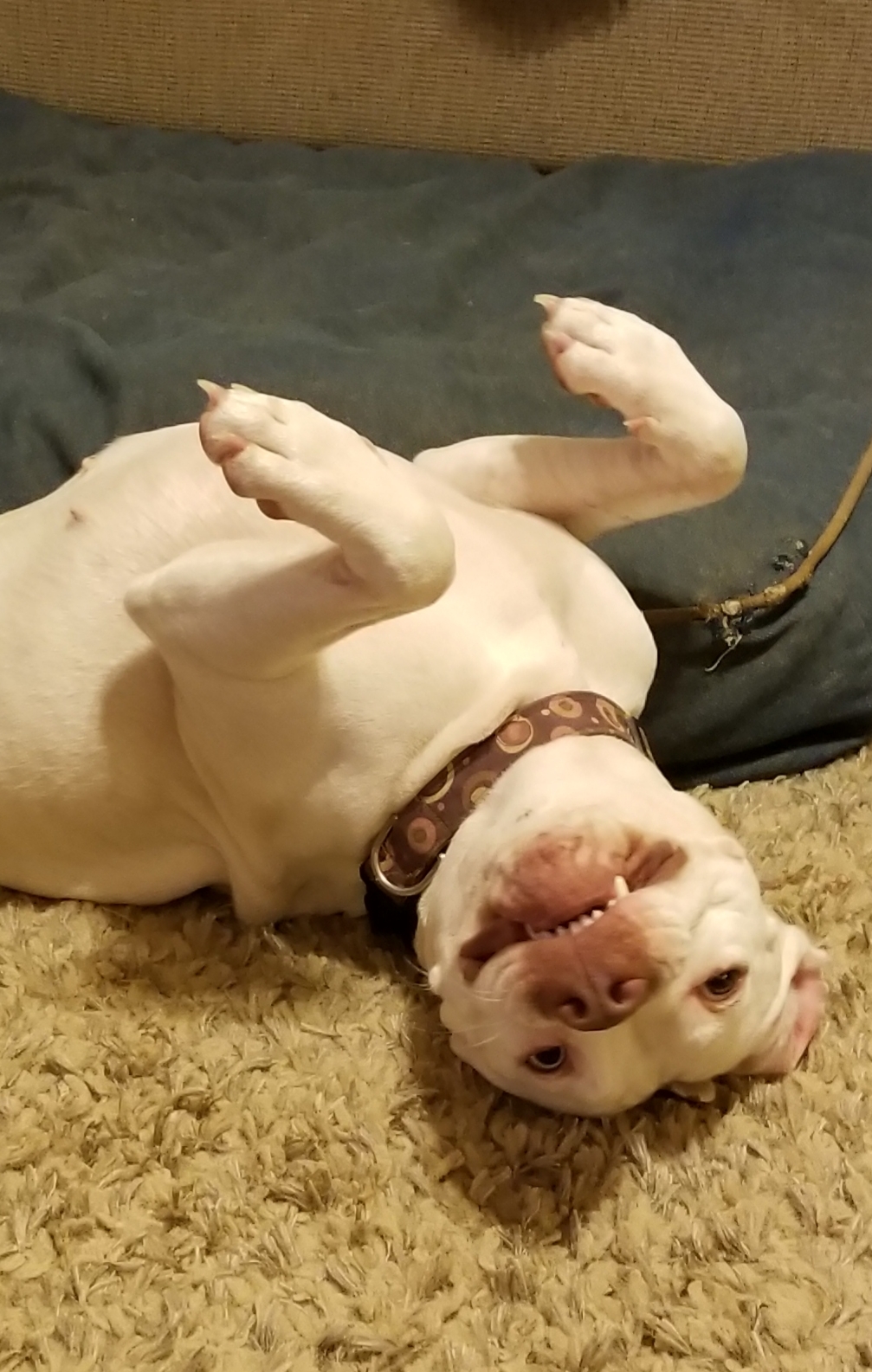 Maddy, a Adoptable Pit Bull Terrier in Bartlett, TN image 4/6