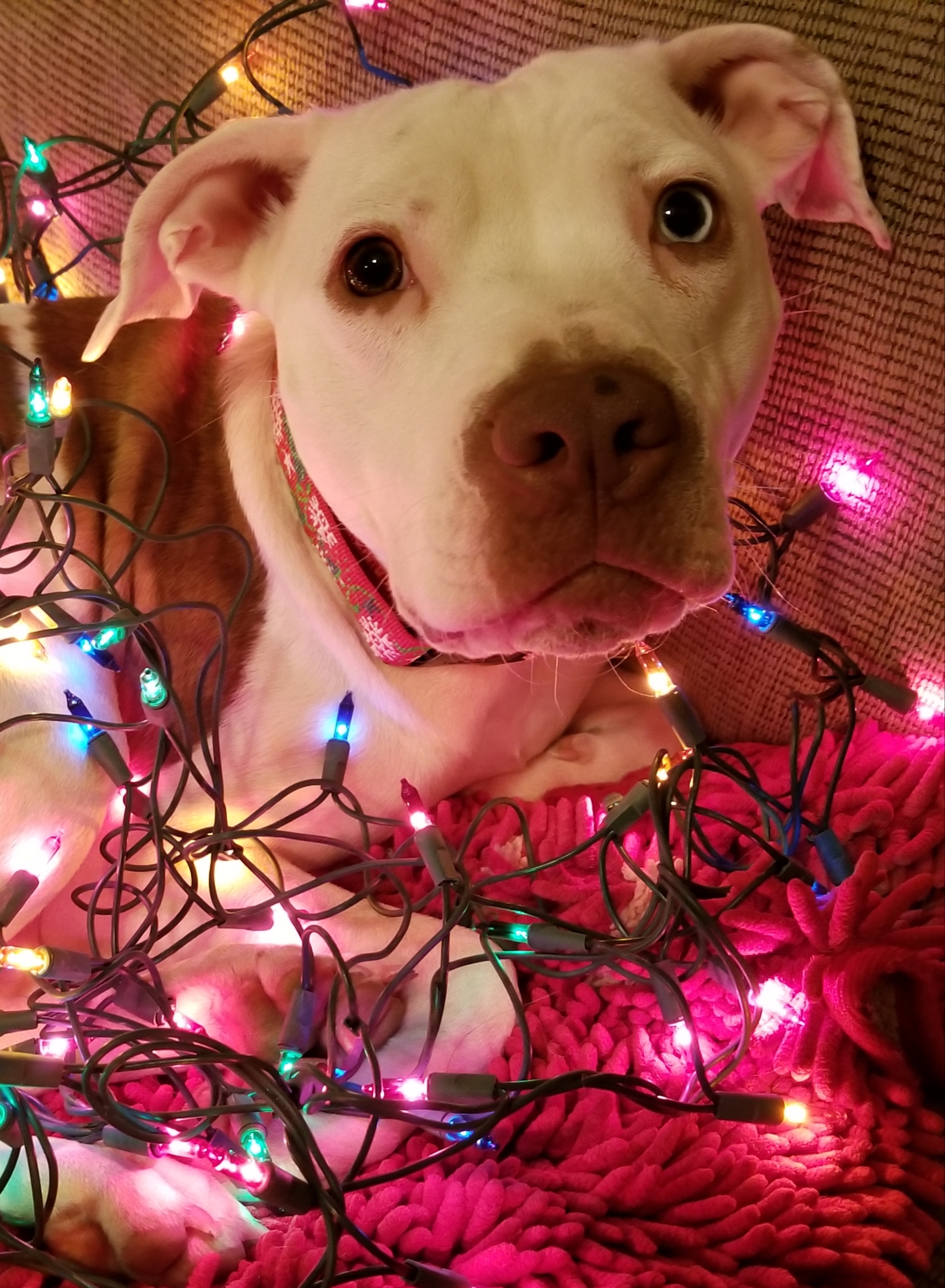 Maddy, a Adoptable Pit Bull Terrier in Bartlett, TN image 6/6