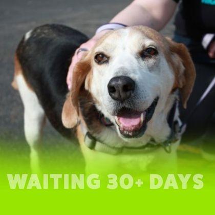 Thelma, Adoptable, Senior Female Hound & Mixed Breed.