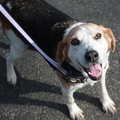 Enlarge Thelma, a Adoptable mixed breed in Richmond, VA image 2/2