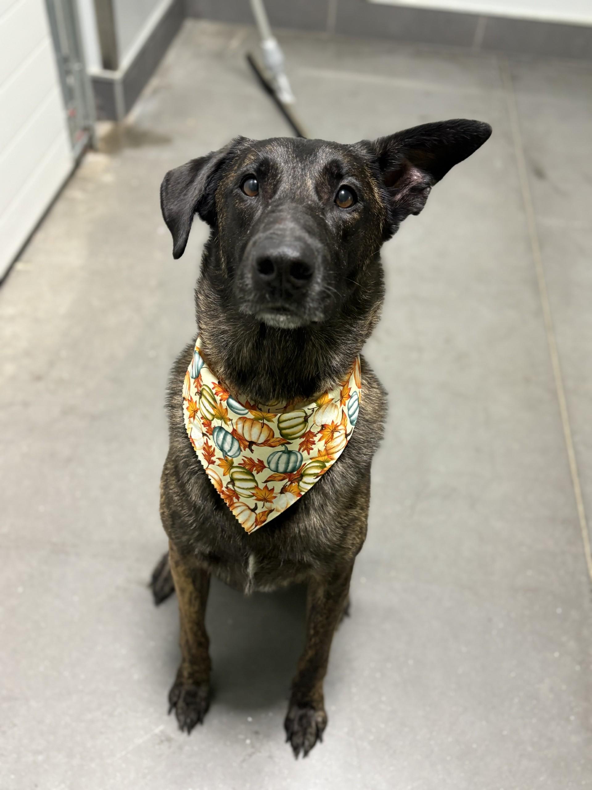 Major Mally, a Adoptable mixed breed image 1/4