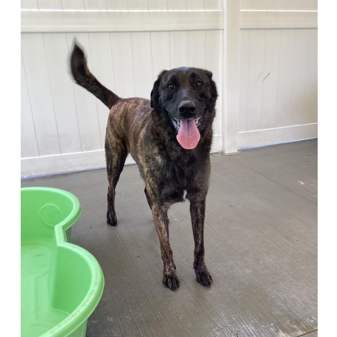 Major Mally, a Adoptable mixed breed image 2/4