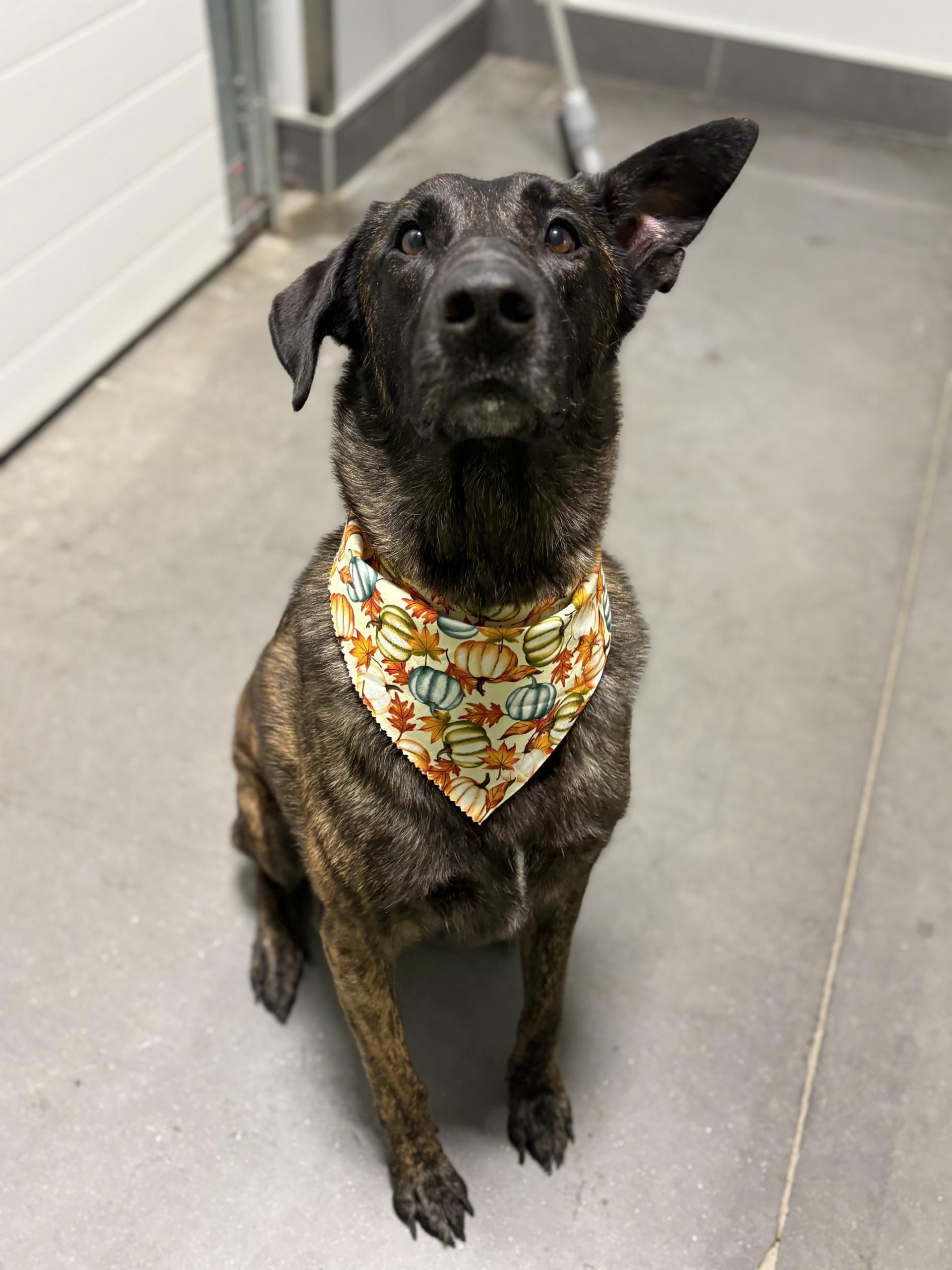 Major Mally, a Adoptable mixed breed image 3/4