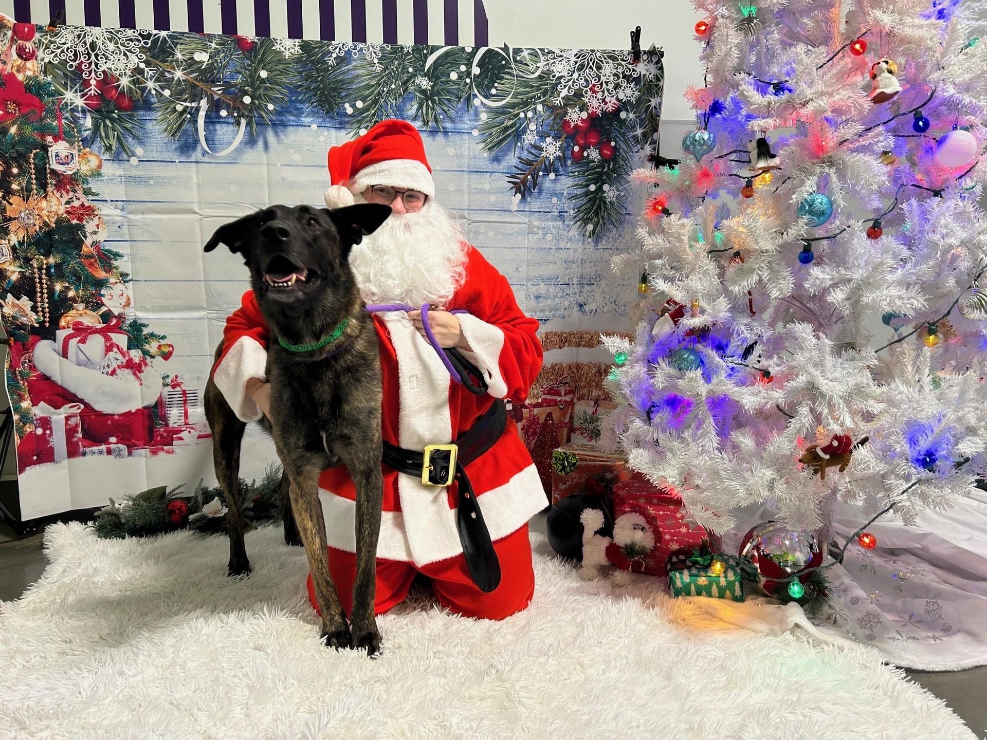 Major Mally, a Adoptable mixed breed in Duluth, GA image 5/5