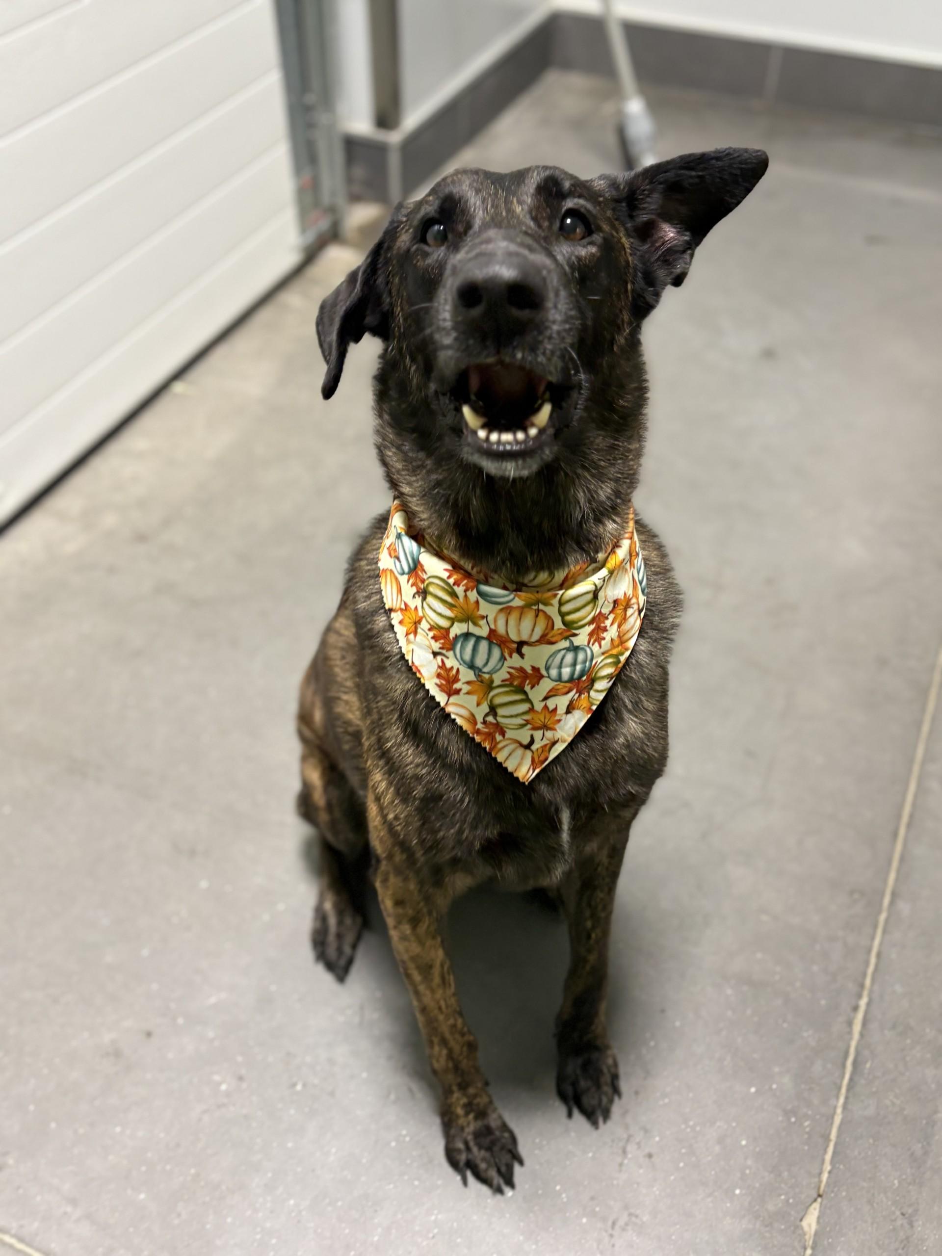 Major Mally, Adoptable, Adult Male Belgian Shepherd / Malinois & Anatolian Shepherd.