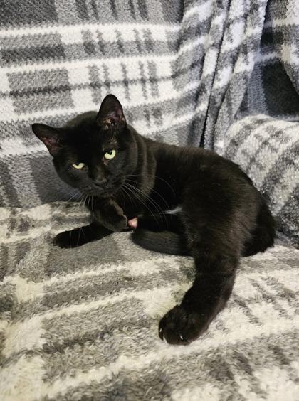 Adrian — thumbnail 2