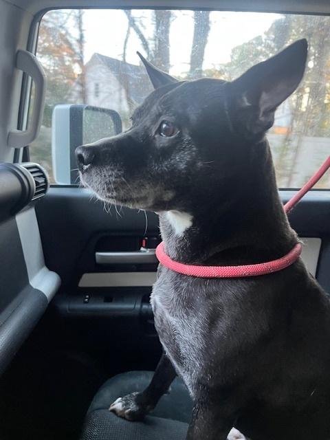 Shiloh, Adoptable, Adult Female American Staffordshire Terrier.