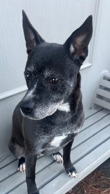 Shiloh, Adoptable, Adult Female American Staffordshire Terrier.