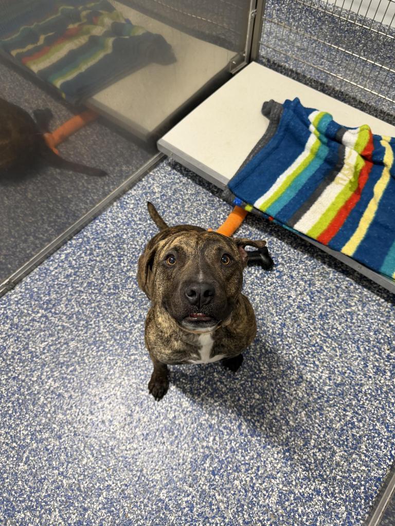 Kona, a Adoptable Pit Bull Terrier in Maumelle, AR image 1/5