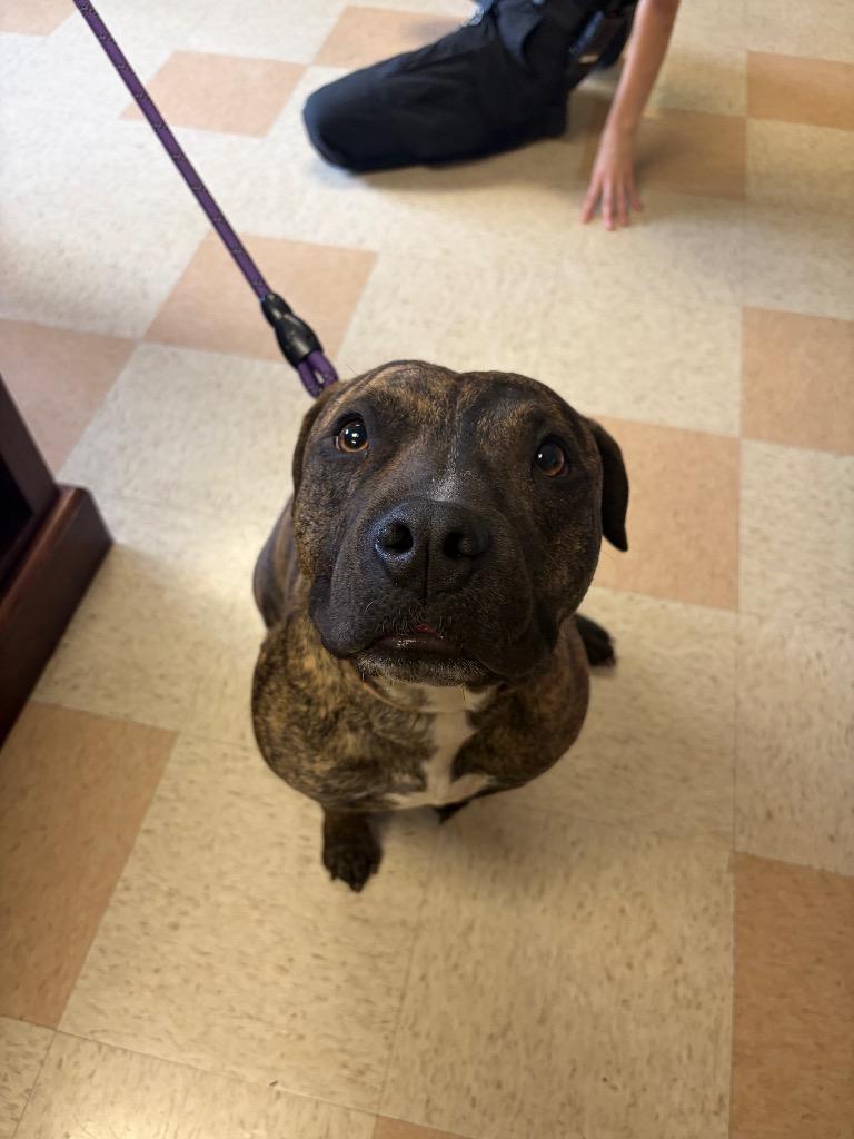 Kona, a Adoptable Pit Bull Terrier in Maumelle, AR image 2/5