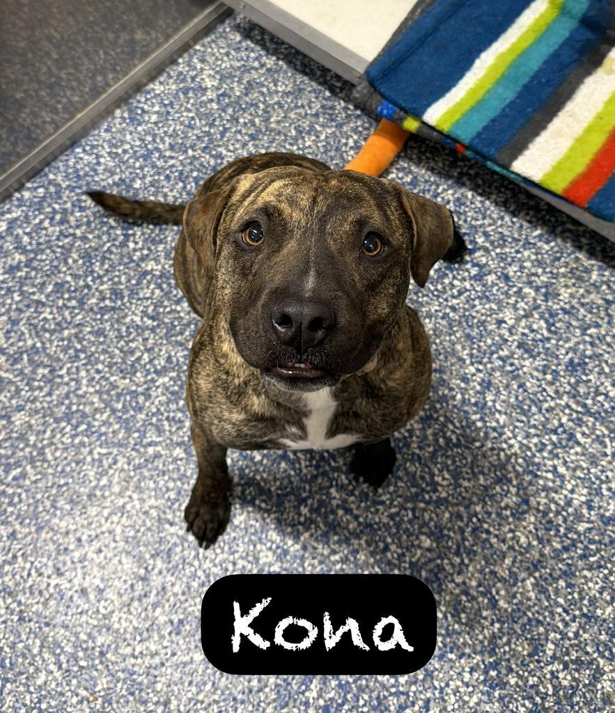Kona, a Adoptable Pit Bull Terrier in Maumelle, AR image 3/5
