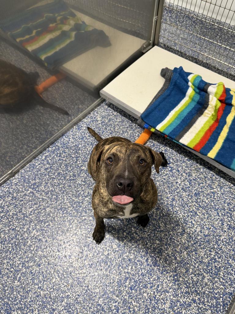 Kona, a Adoptable Pit Bull Terrier in Maumelle, AR image 4/5